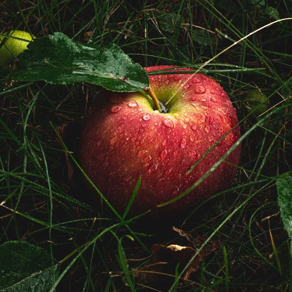 kvalita potravin v ČR