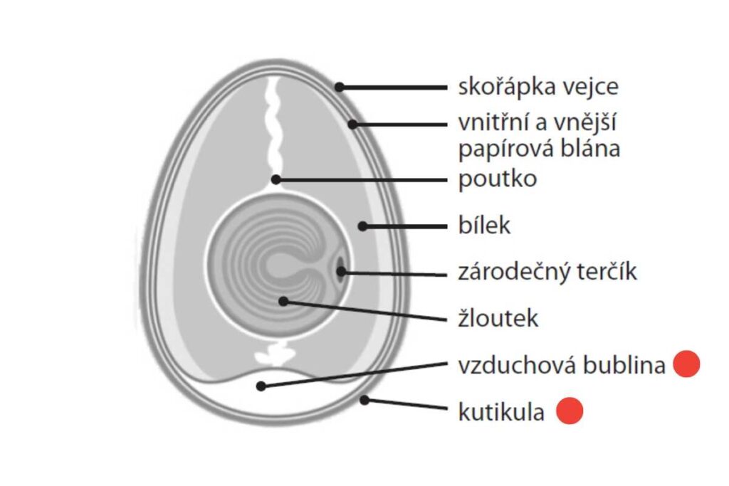 z čeho se skládá vejce