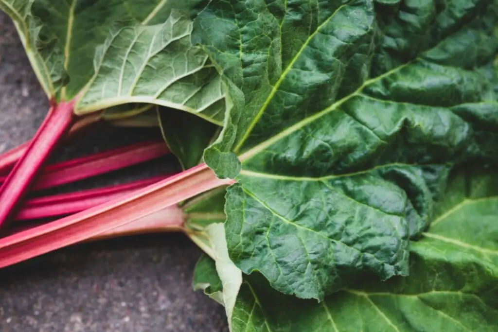 rebarbora je jedovatá