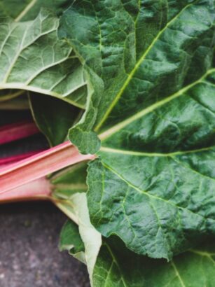 rebarbora je jedovatá