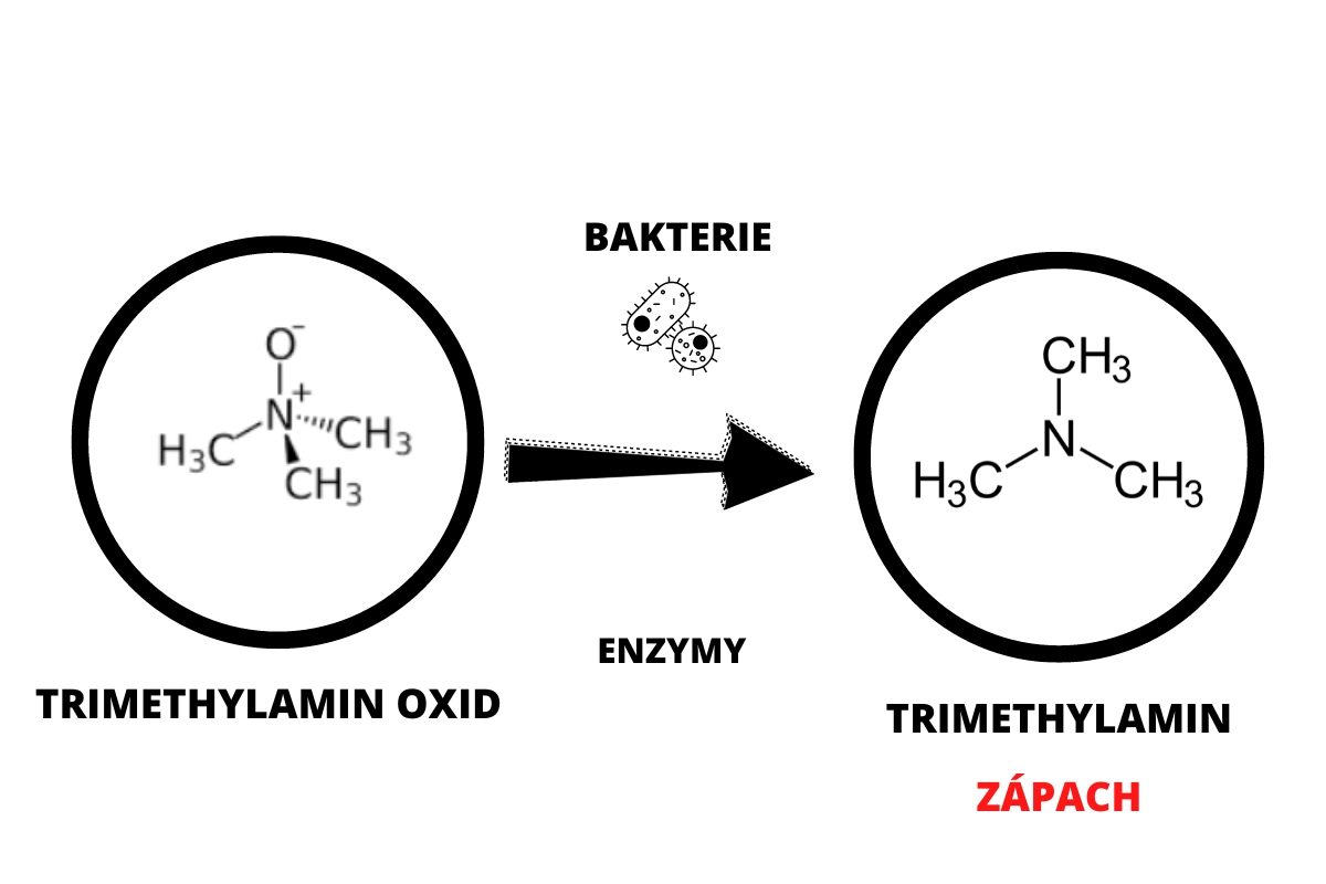 rybina