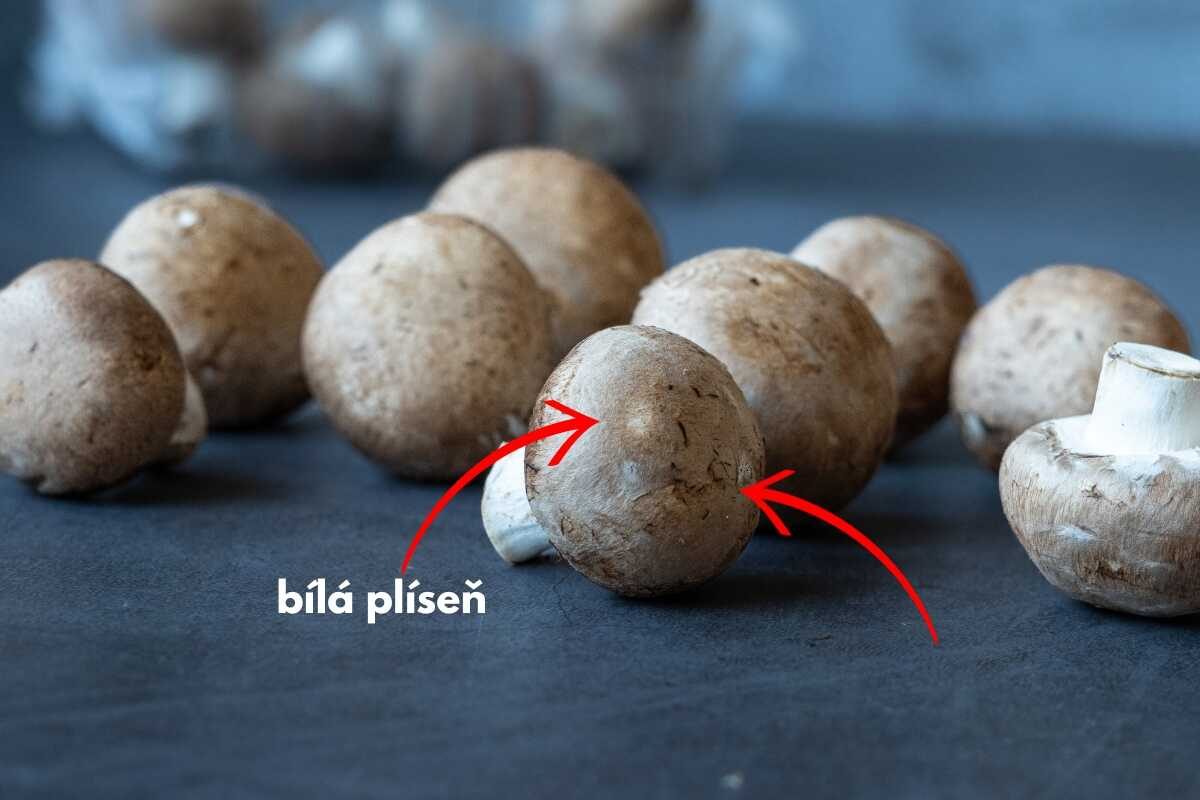 plesnivé houby